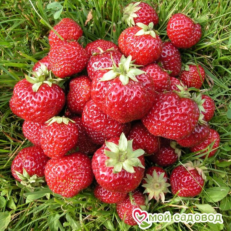 Клубника Мице Нова