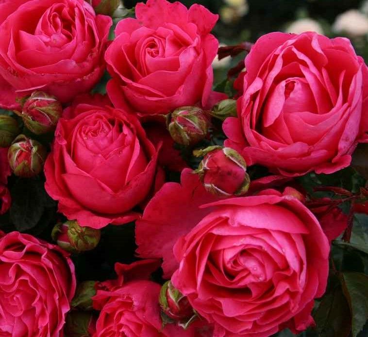 Роза Черри Леди