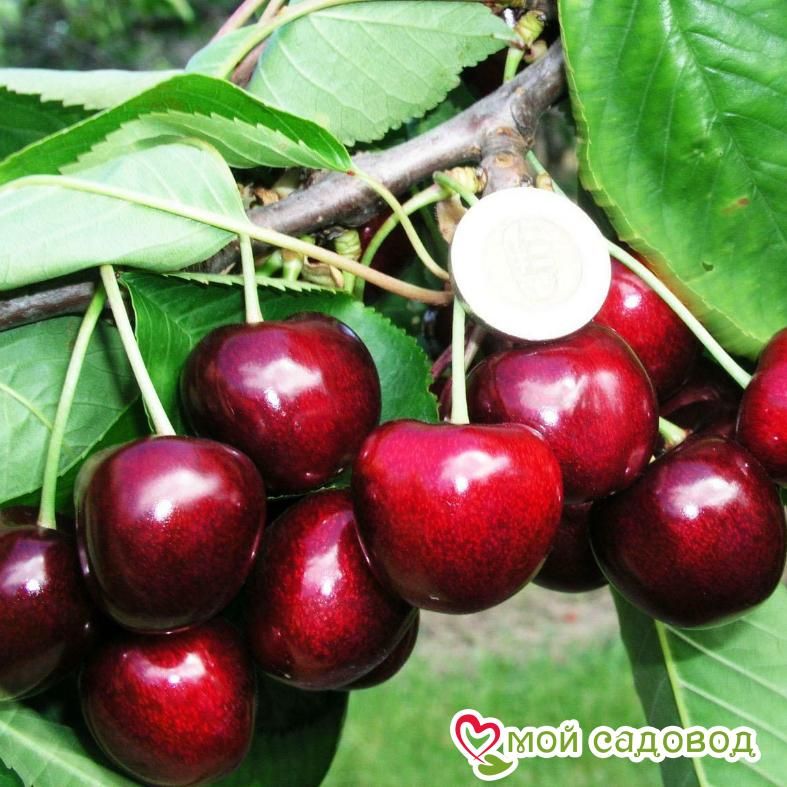 Вишня Эрди крупноплодная