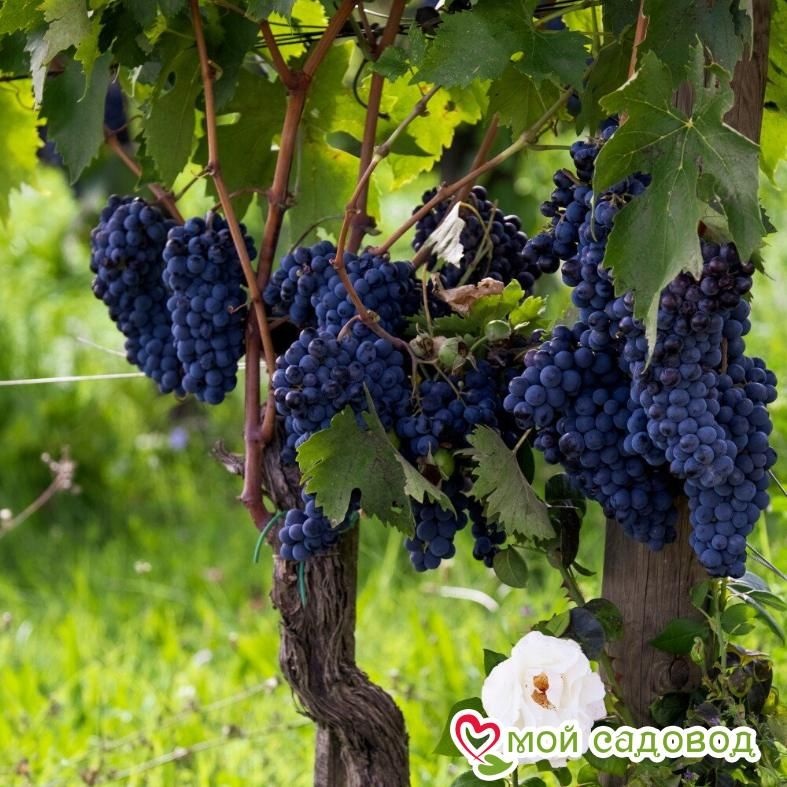 Виноград Каберне Барон