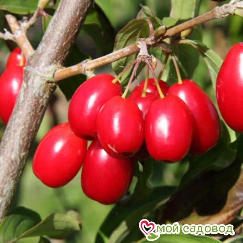 Кизил Коралловый