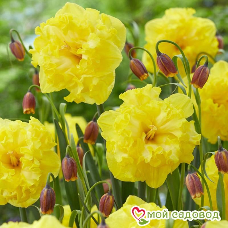 Нарцисс махровый Флайер