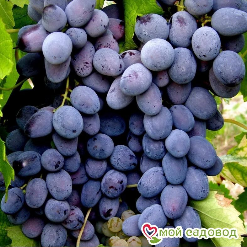 Виноград Руслан