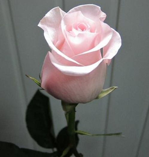 Роза Титаник