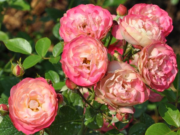 Роза Акрополис