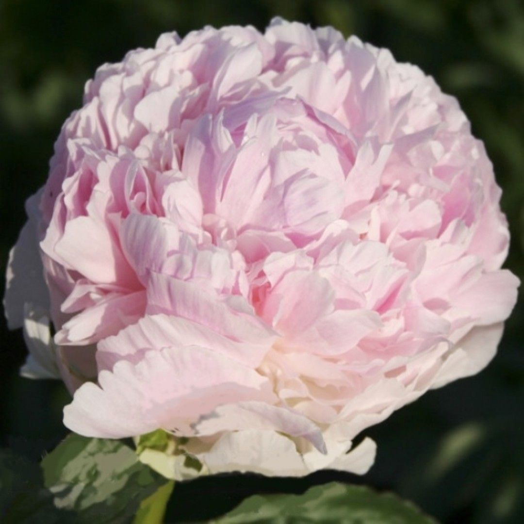 ПИОН КЛЕМ ПИНК АННОУН