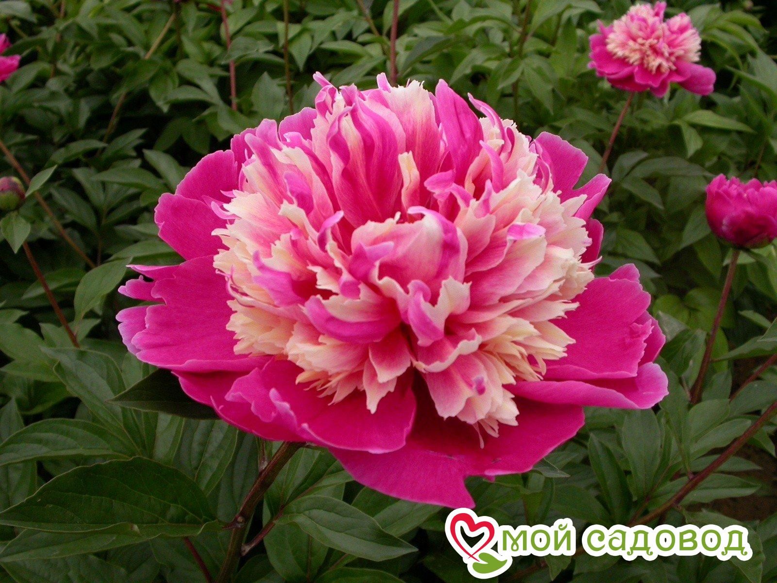 Пион травянистый Дейдрим