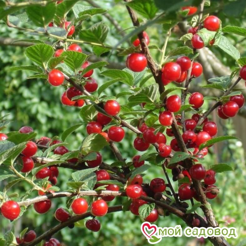 Вишня войлочная Алиса