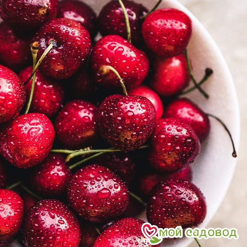 Саженцы вишни — Чудо-вишня