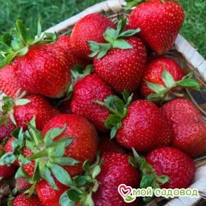 Клубника Ольвия (ранний сорт)