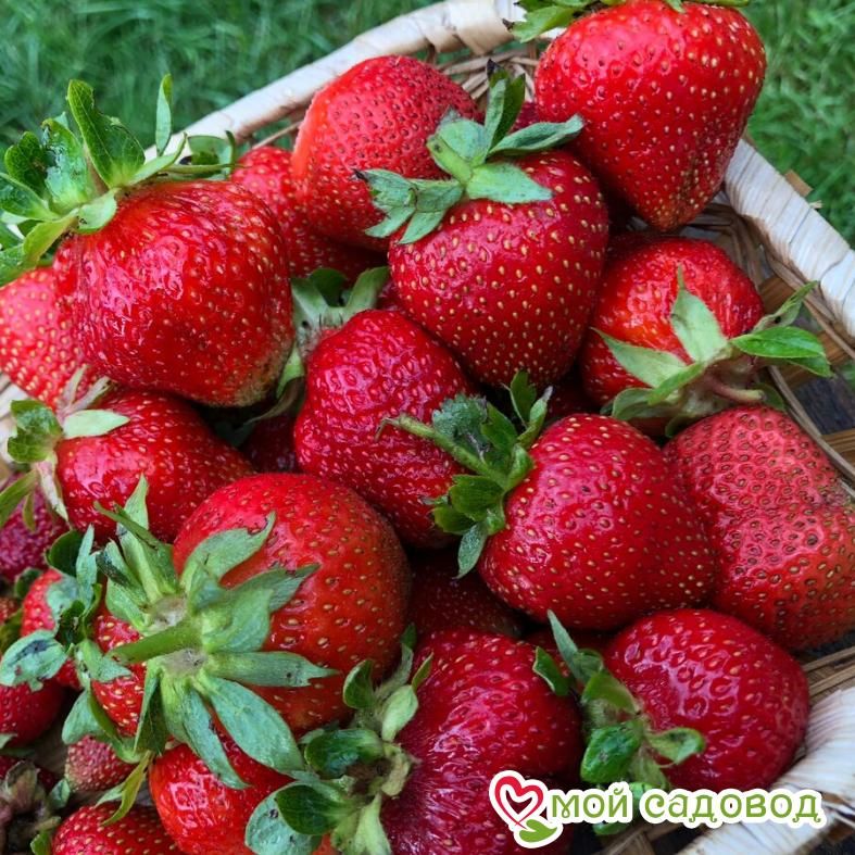 Клубника Ольвия (ранний сорт)