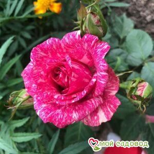 Роза Пинк Интуишн