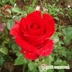 Роза Апопочка