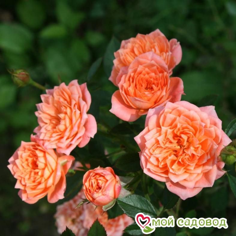 Роза Анжела Риппон