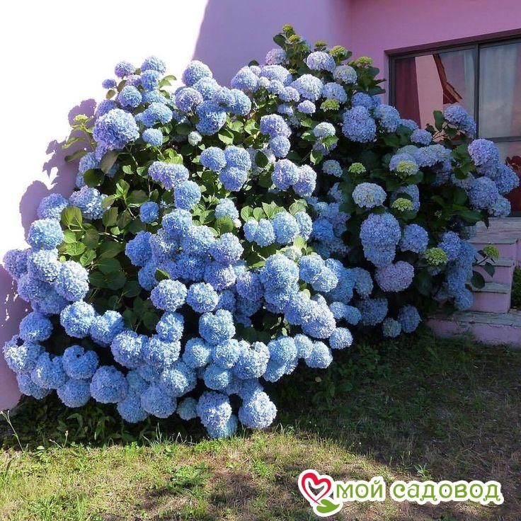 Гортензия крупнолистовая Йола