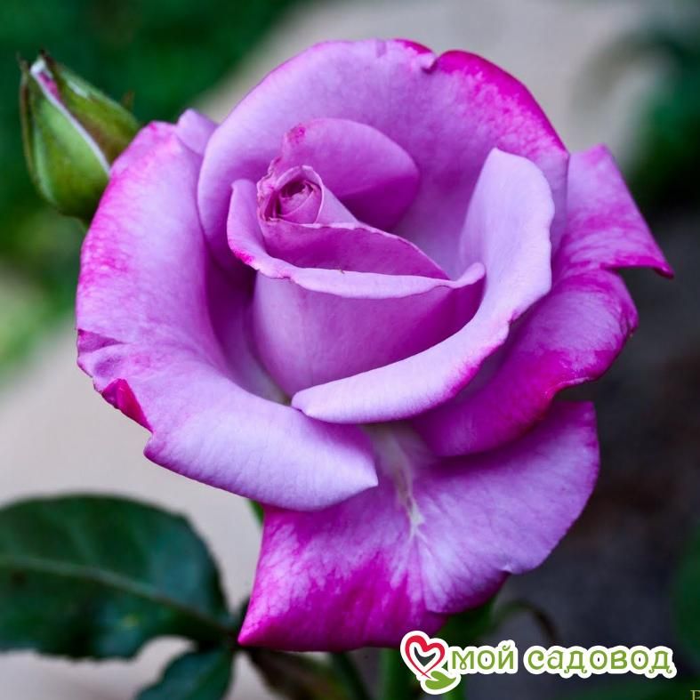 Роза чайно-гибридная Аметист