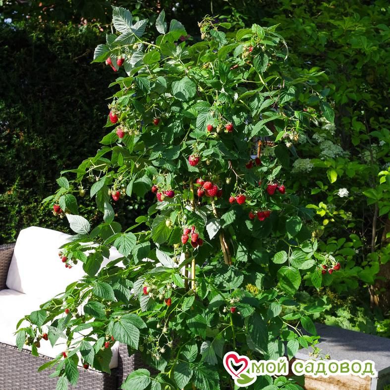 Малиновое дерево Крепыш