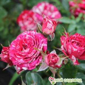 Роза Арау Фолиес