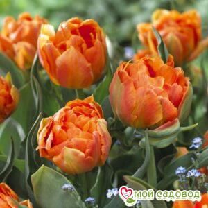 Тюльпан махровый Принцесс Юник