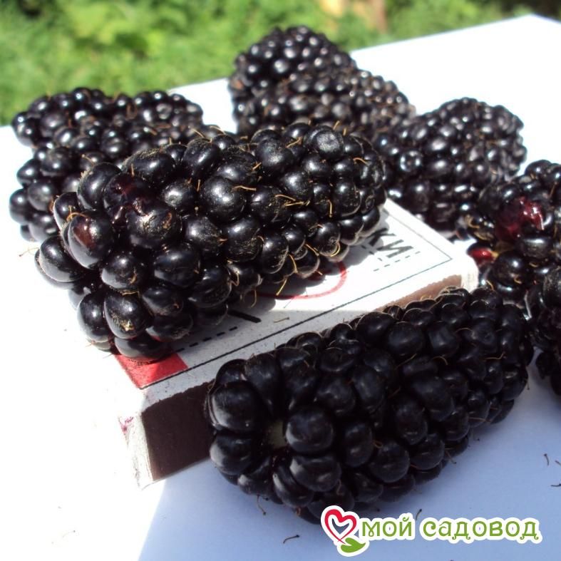 Ежевика кустовая "Трипл Краун"