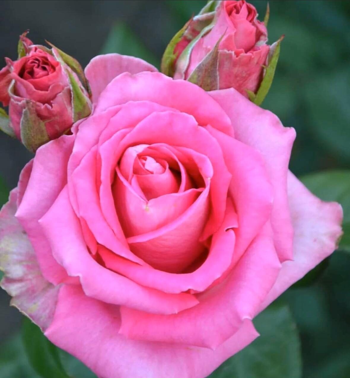 Роза чайно-гибридная Топаз