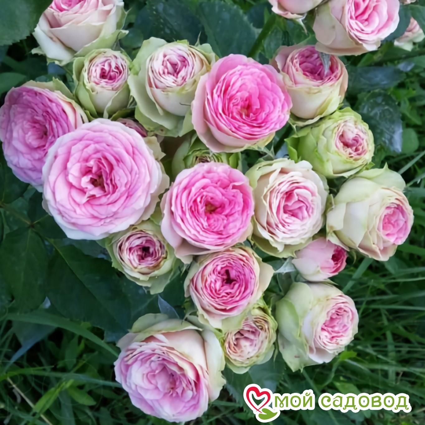 Роза Мими Эден