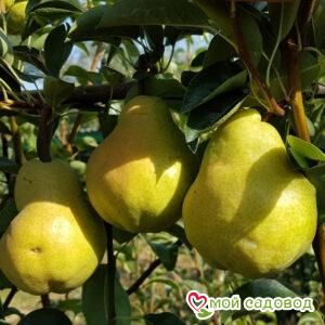 Груша Свердловчанка