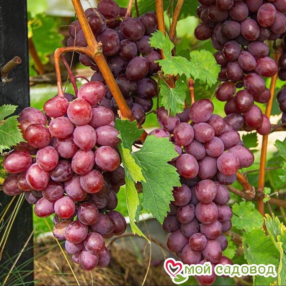 Виноград Виктория винная