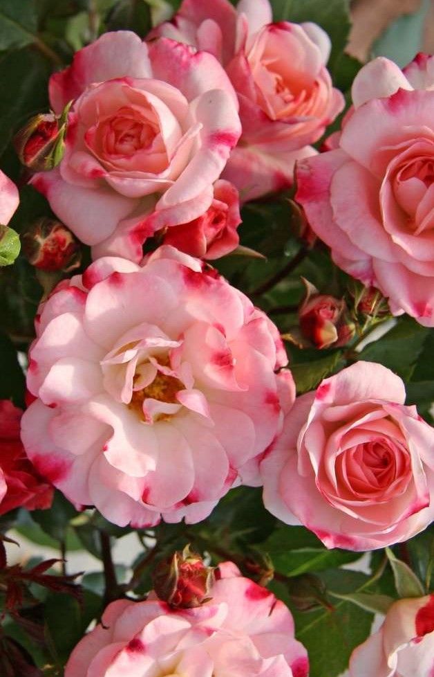 Роза Розенштадт Фрайзинг