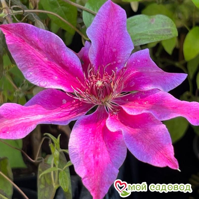 Клематис Акаиши ЗКС