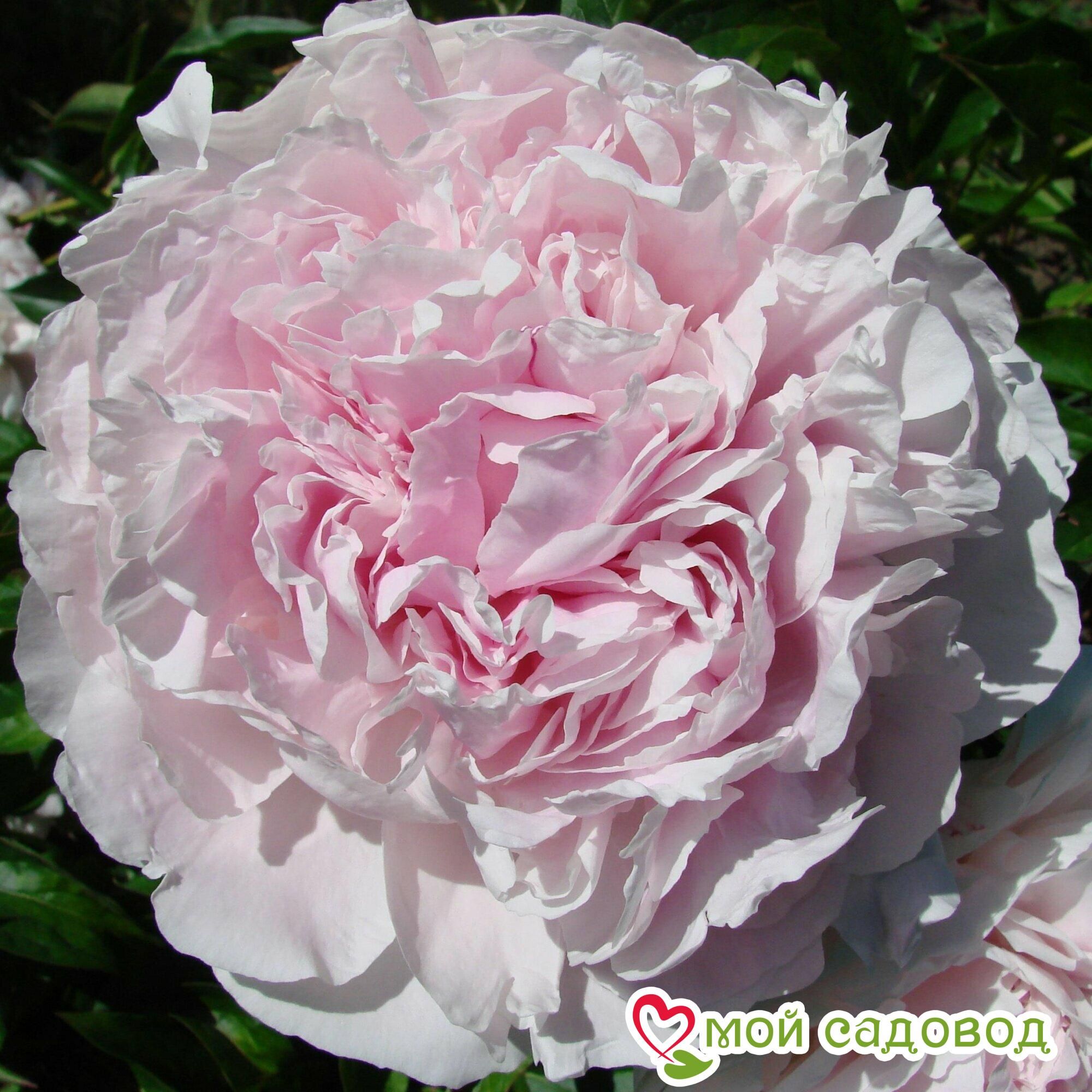 Пион Альберт Круз