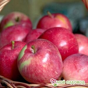 Яблоня Слава Победителям