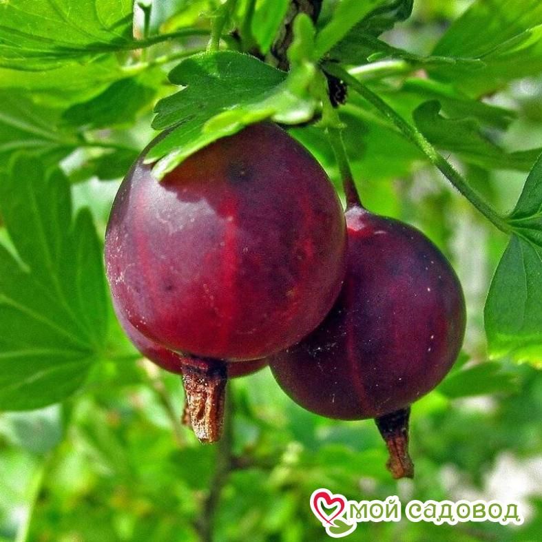 Крыжовник Владил