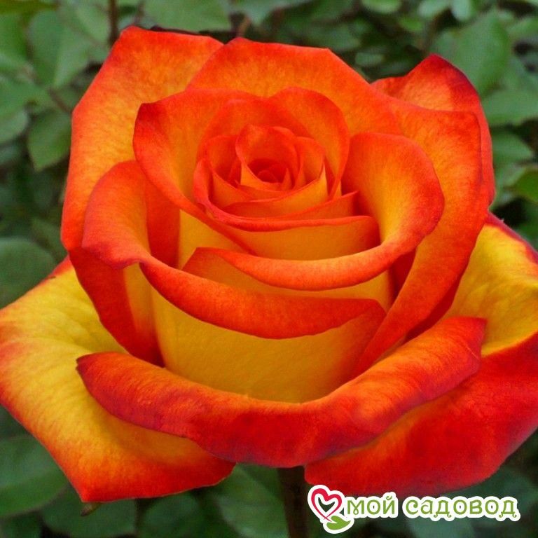 Роза Циркус