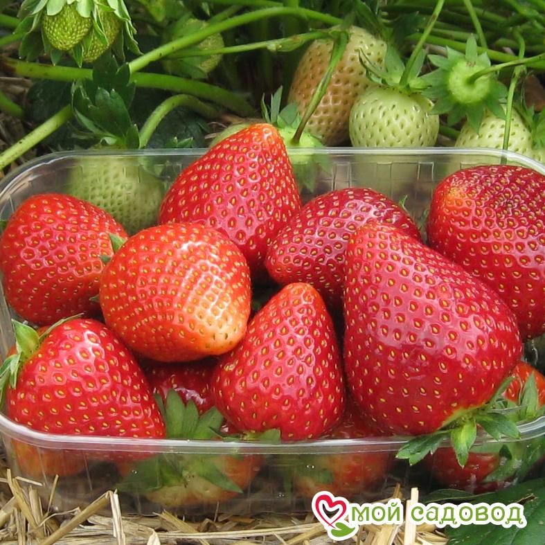Клубника Розана