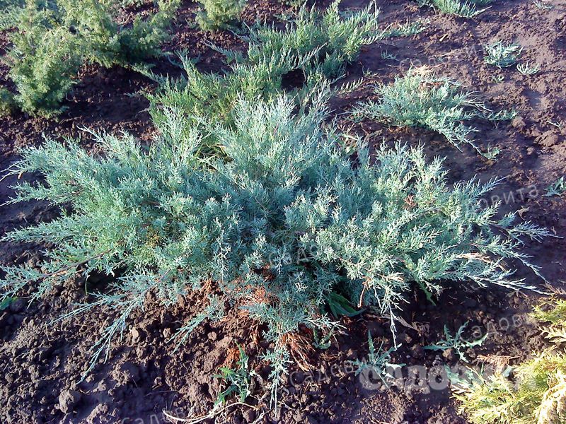 Можжевельник Пфитцера Глаука