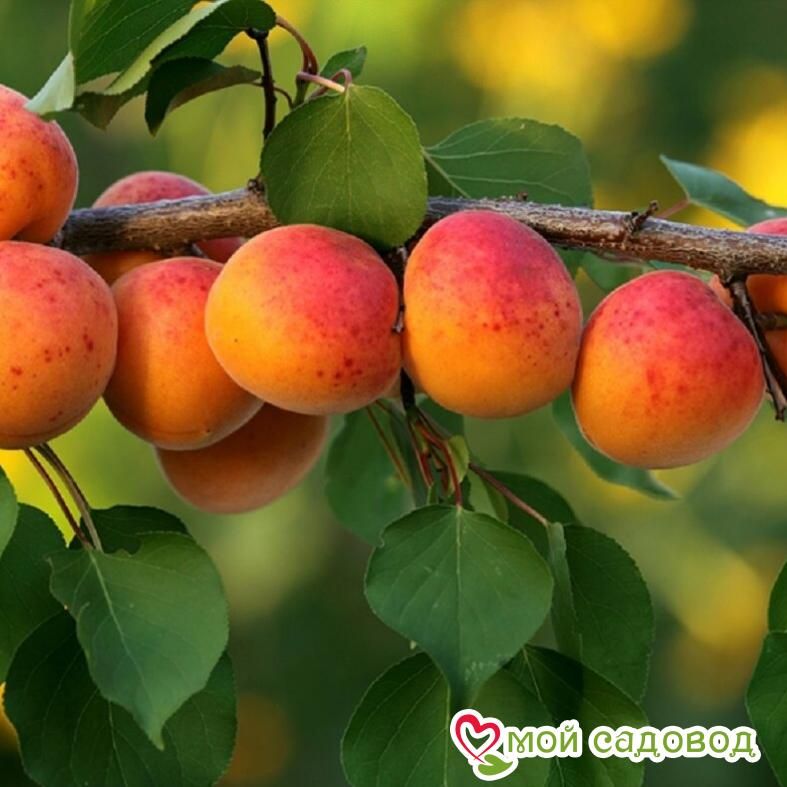 Абрикос Сибиряк