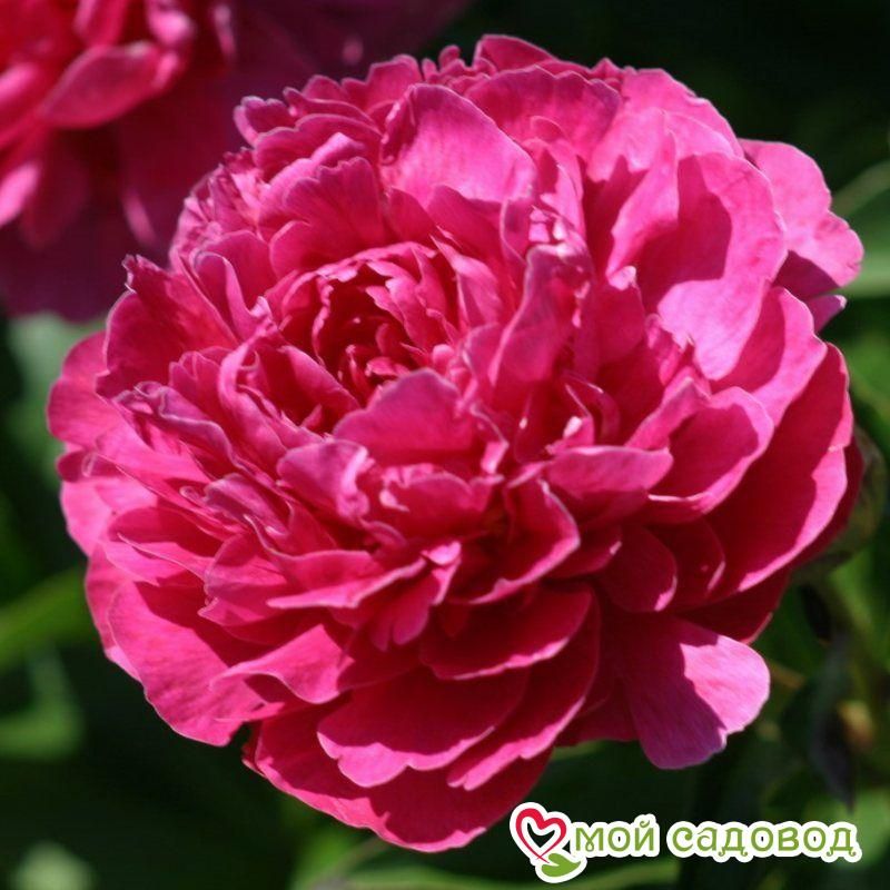 Пион травянистый Биг Бен