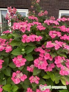 Гортензия крупнолистная Ротшванц ЗКС