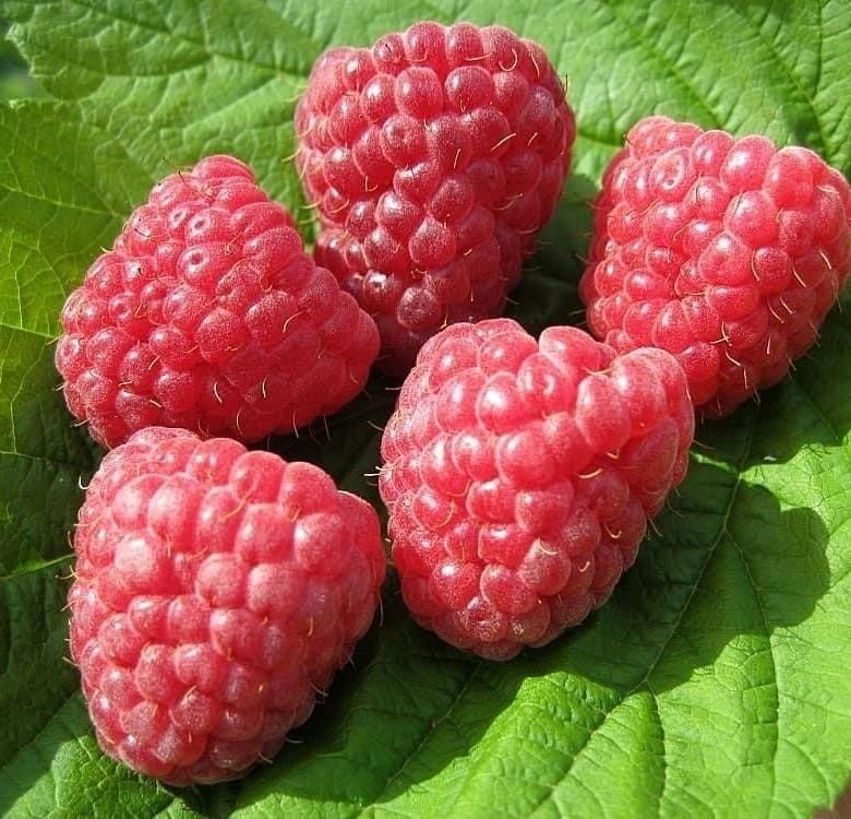 Малина Ковичен