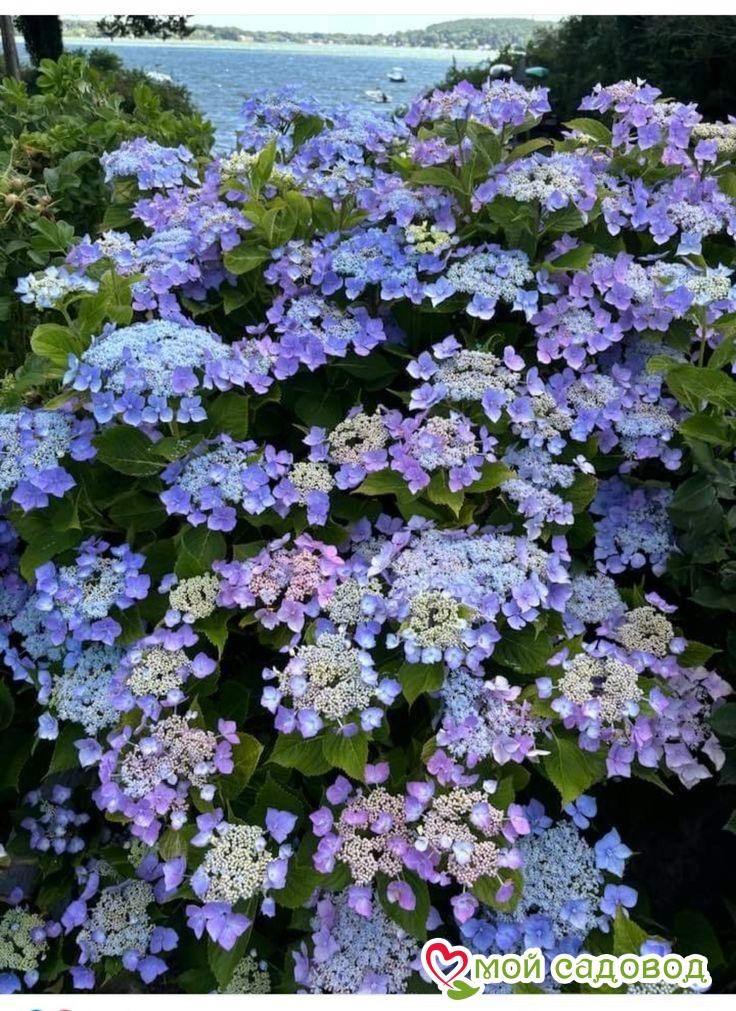 Гортензия крупнолистная Таубе (Taube)