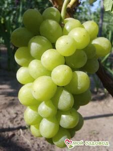 Виноград Осенний крупноплодный
