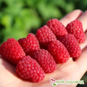 Малина Каскад Делайт