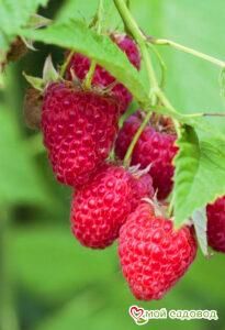 Малина Ремонтантная Карамелька (лучшая для варенья)