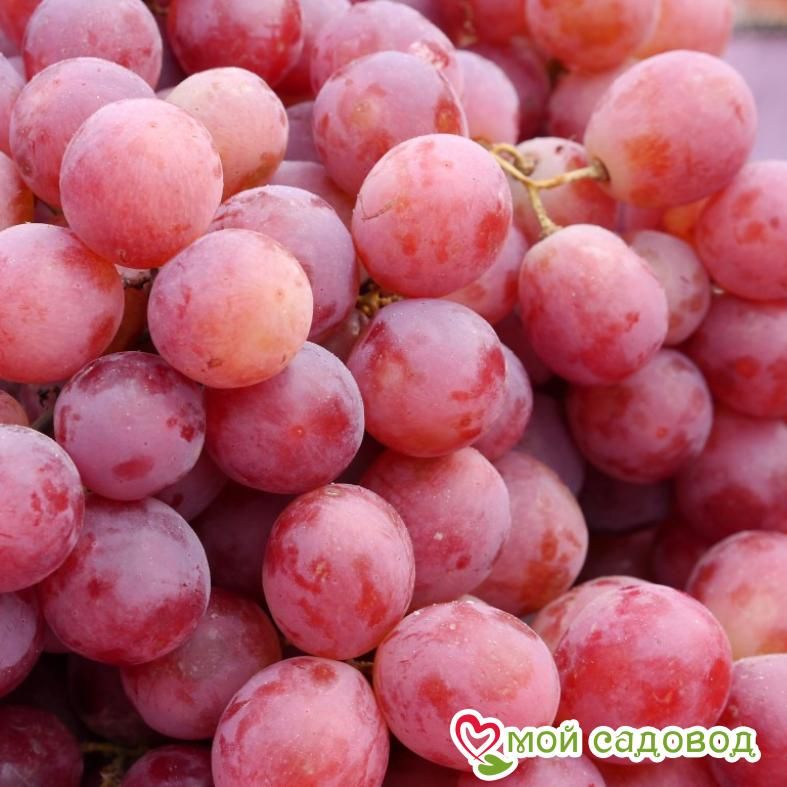 Виноград Тайфи розовый