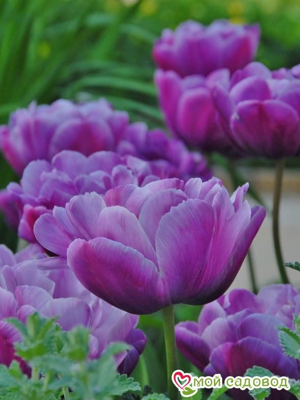 Тюльпан махровый Блю Даймонд