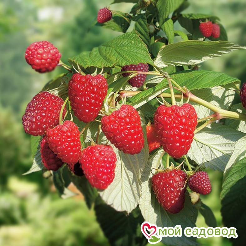 Малина Ап-32