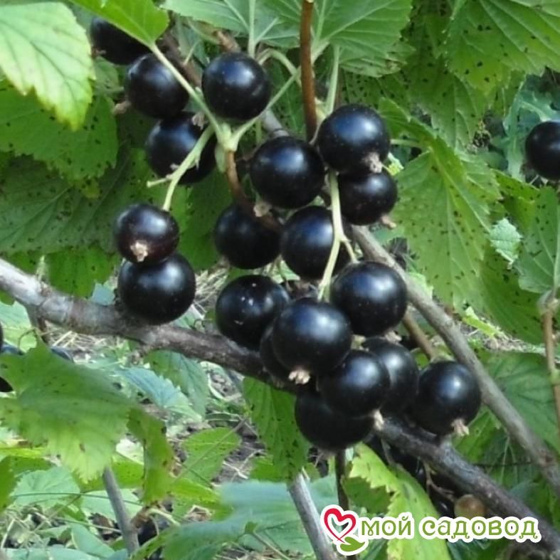 Черная смородина Орловский вальс