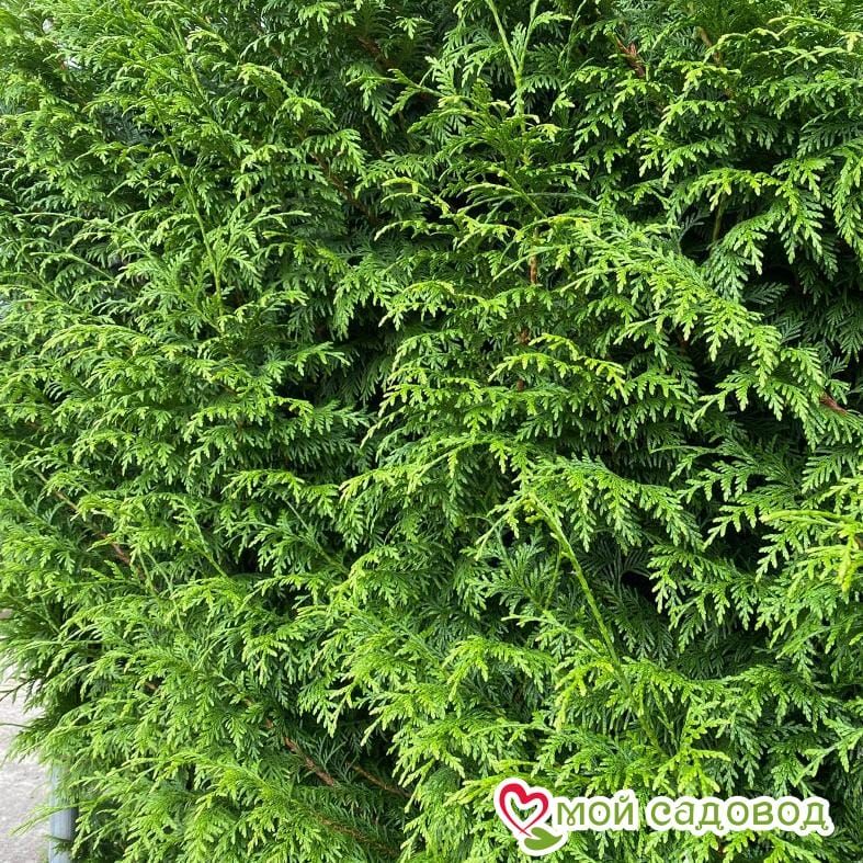 Туя складчатая Гельдерлэнд