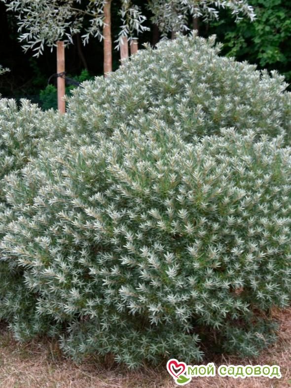 Облепиха мужская "Хикул" (до 150см)